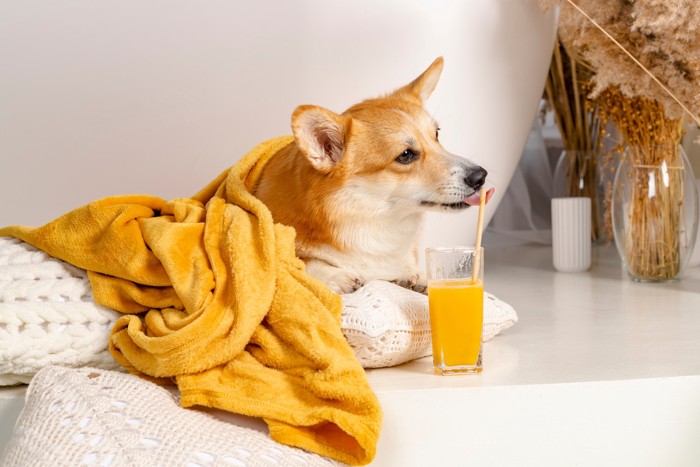 オレンジジュースのグラスに刺さったストローを舐める犬