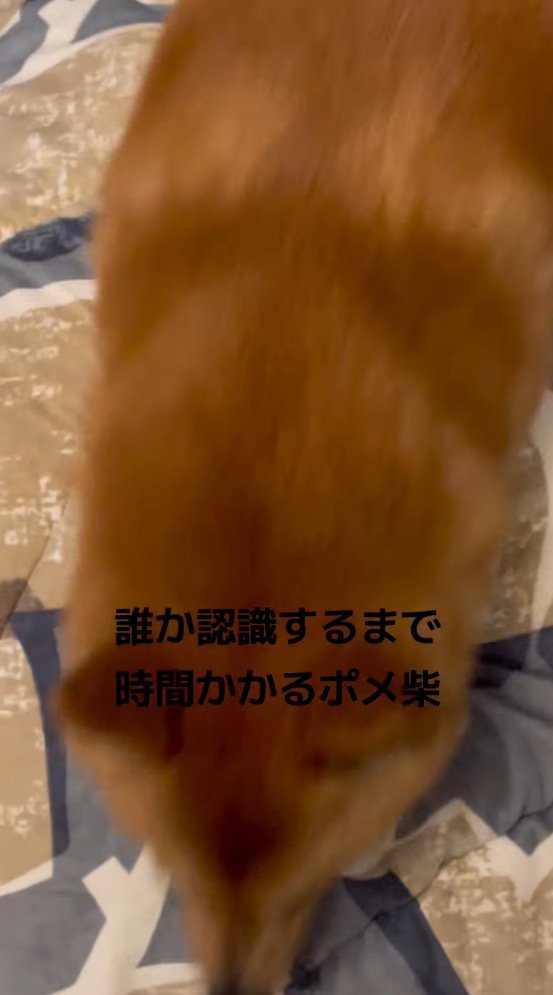 ベッドを飛び降りる犬