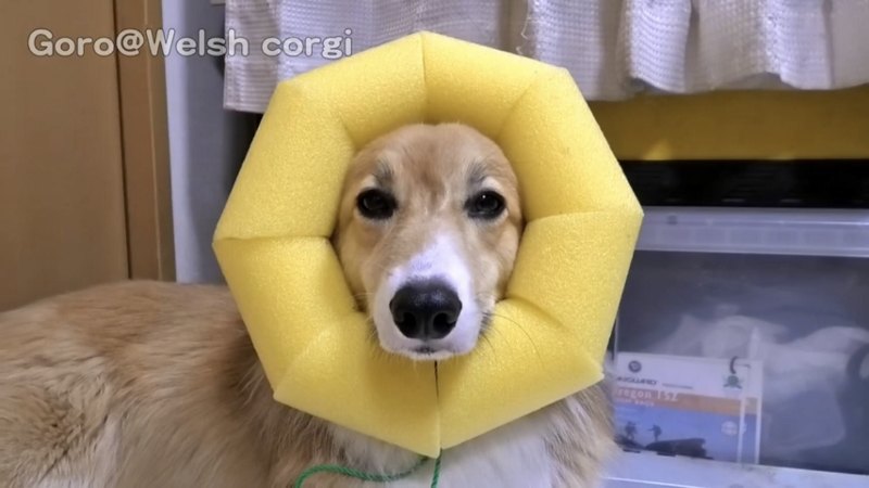 クッションを顔にはめる犬