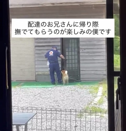建物の前で配達員を見つめる犬
