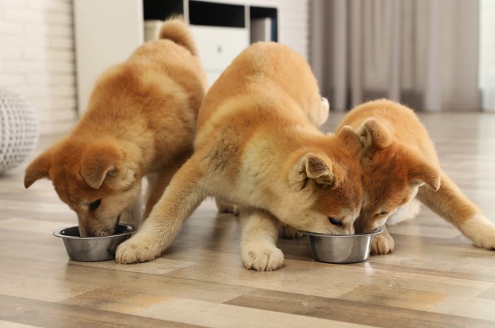 餌を食べる秋田犬たち