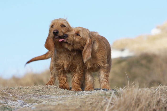 ひっつく犬