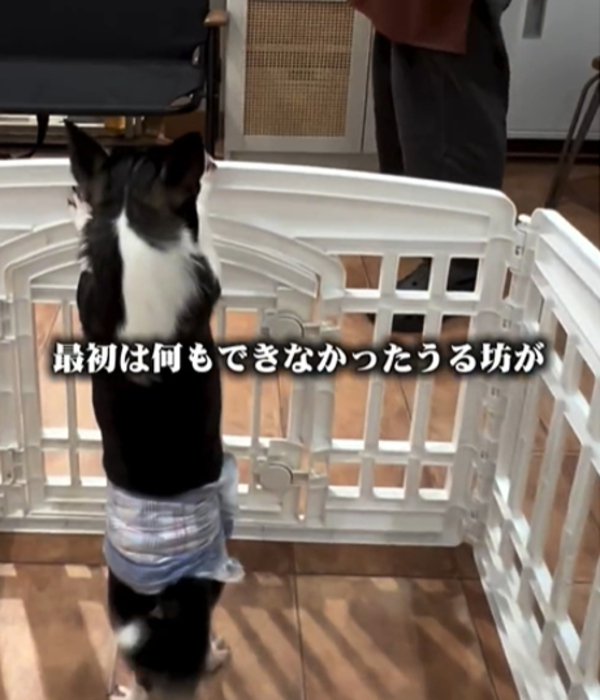 犬の後ろ姿