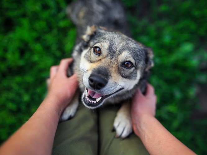 興奮して見上げる犬