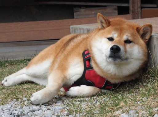 のんびり屋