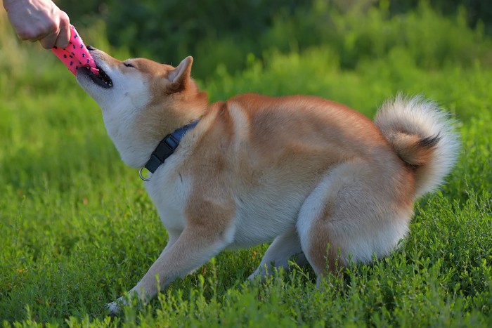 飼い主とおもちゃを引っ張り合う柴犬