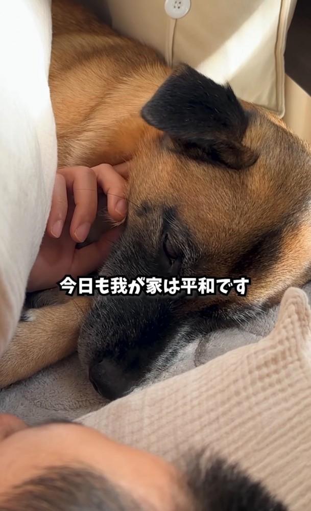 眠そうに顎を撫でられる犬