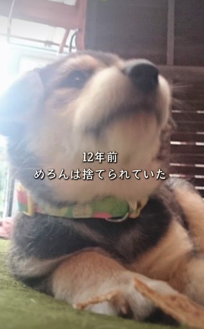捨てられていたわんこ