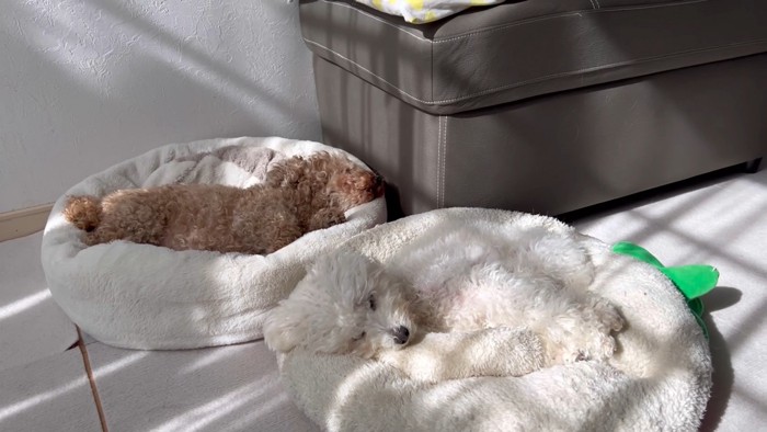 ベッドが羨ましいぷりんくん2