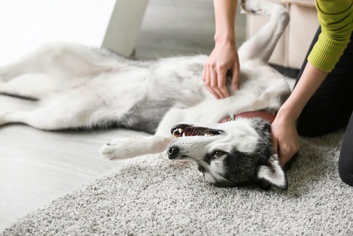 カーペットの上に寝転んで飼い主に甘えるハスキー犬