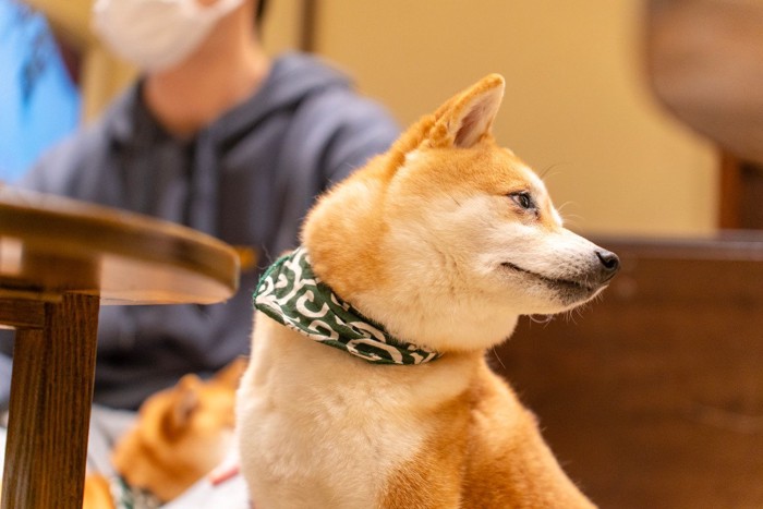 横を向く柴犬