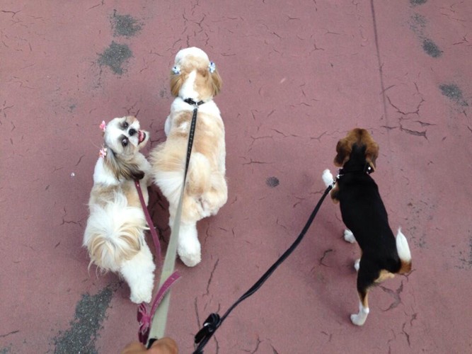 散歩するシーズー2匹と子犬