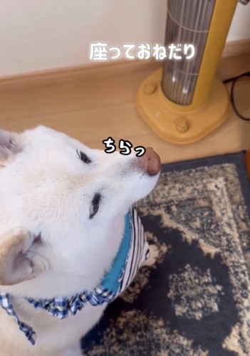 座って見上げる犬