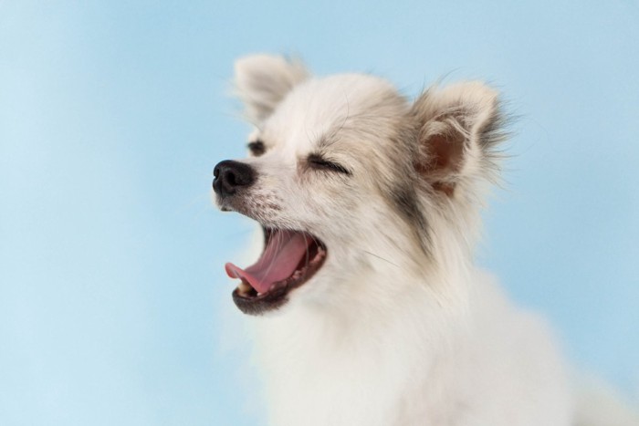 水色の背景とあくびする犬