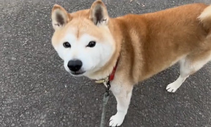 立ち止まる犬