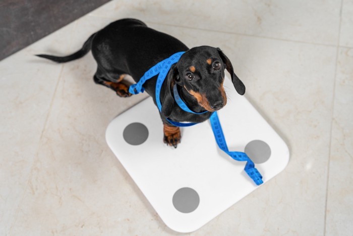 体重計に乗るメジャーを巻かれた犬