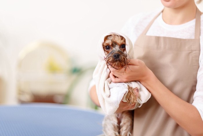 濡れた体を拭いてもらう犬