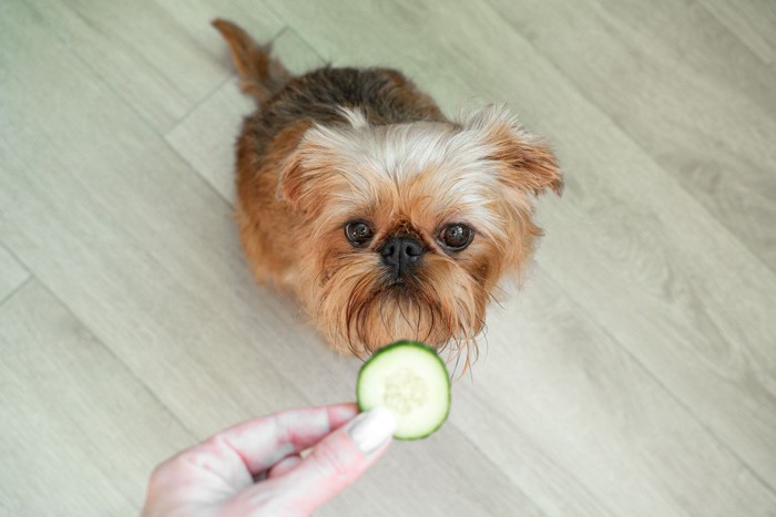 輪切りのキュウリを見つめる犬