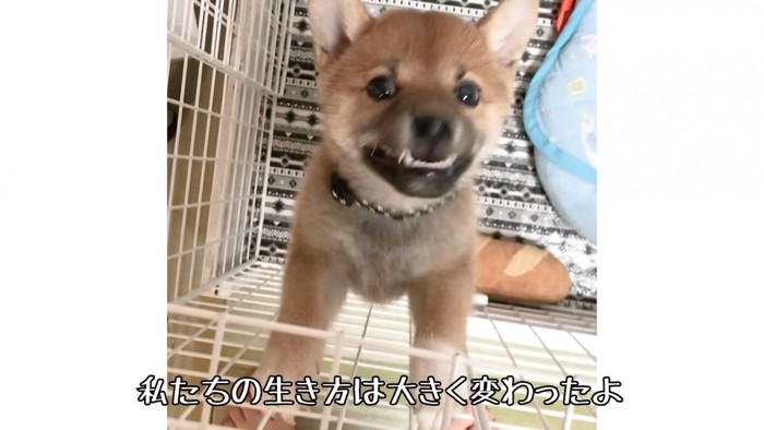 柴犬の花子ちゃん