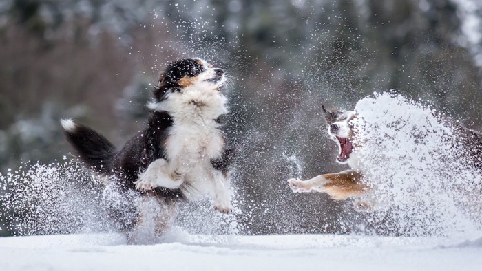 雪の中で遊ぶ二頭のオーストラリアンシェパード