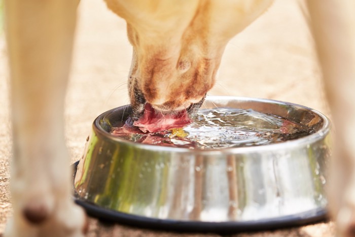 水を飲む犬