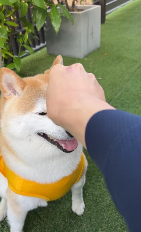 座っている柴犬の目元を触る飼い主さんの手