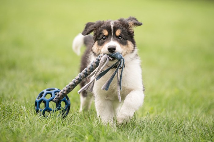 おもちゃを咥えて芝生の上を歩く子犬