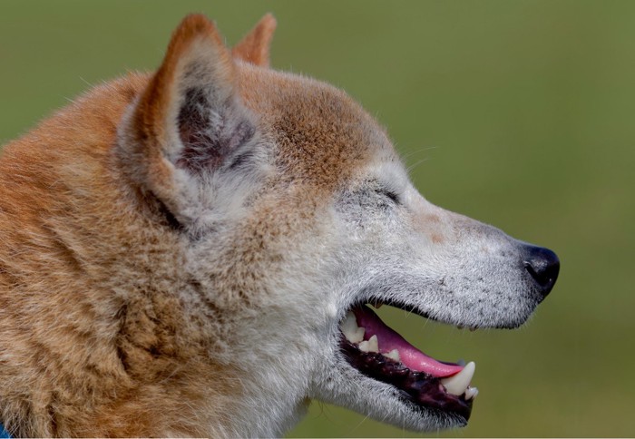 口を開けて目を閉じる柴犬の横顔のアップ