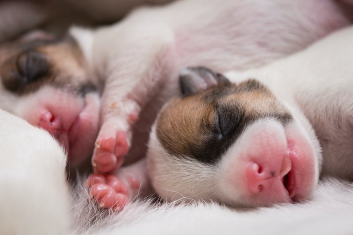 生まれたばかりの子犬たち