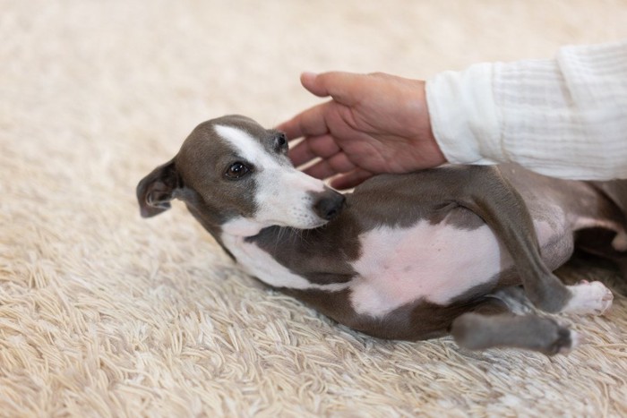 触られて起きる犬