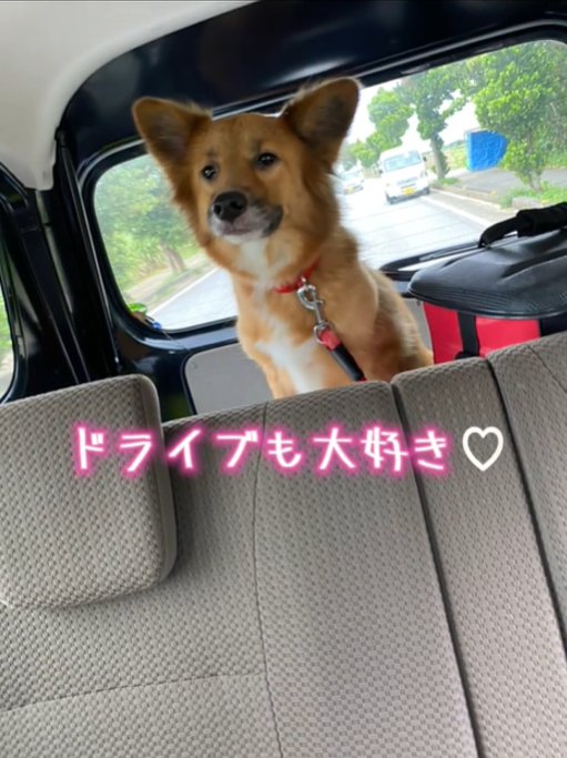 車に乗る犬
