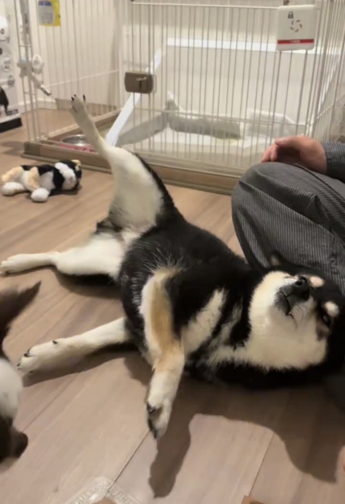 仰向けで寝転ぶ犬