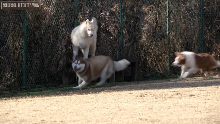 追いかけっこをする犬たち