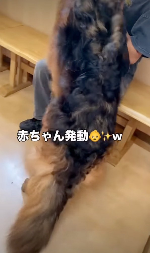 立ち上がる犬