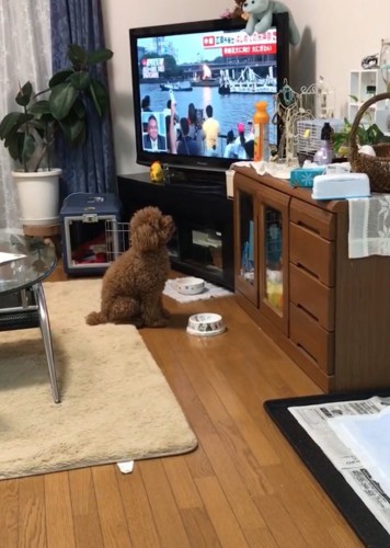 ケージを見上げる犬