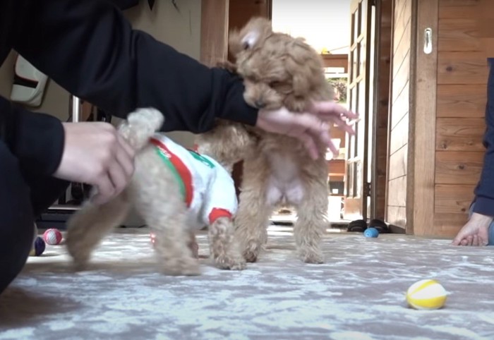 遊ぶ犬たち