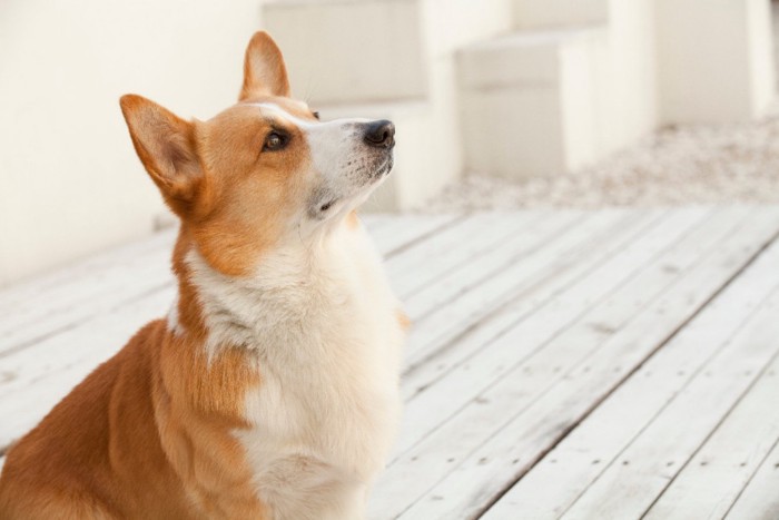 部屋で見上げている犬