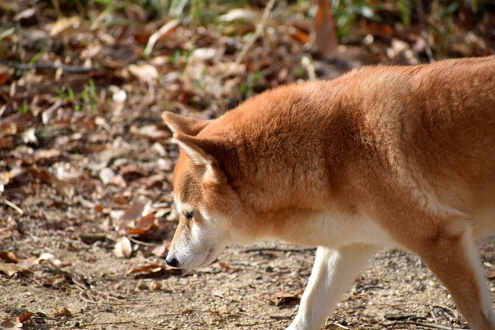 下を向いて歩く柴犬