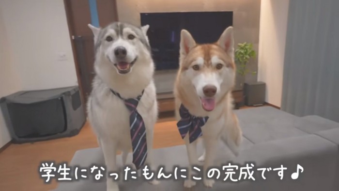 学生風の2匹