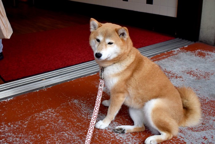 崩れた座り方の犬