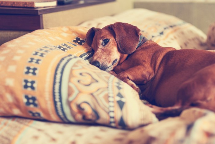 ベッドで眠る犬