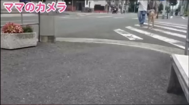 飼い主と横断歩道を渡るグレートデン