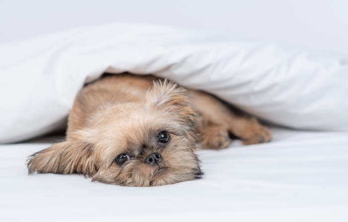 悲しげな表情でベッドの中にいるブリュッセル・グリフォン