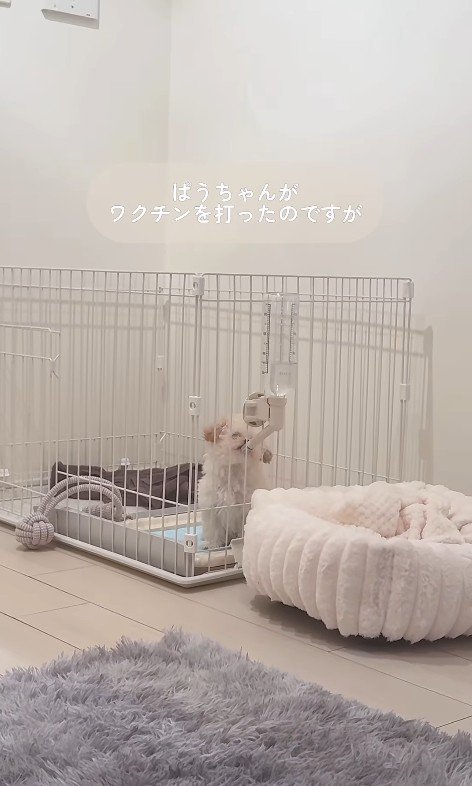 注射後のぱうちゃん