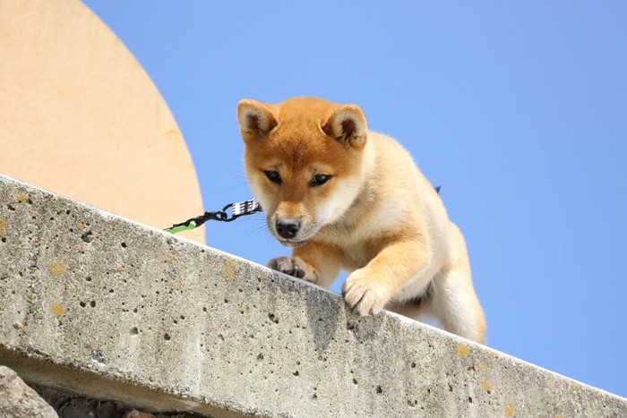 高い場所で怯える子犬