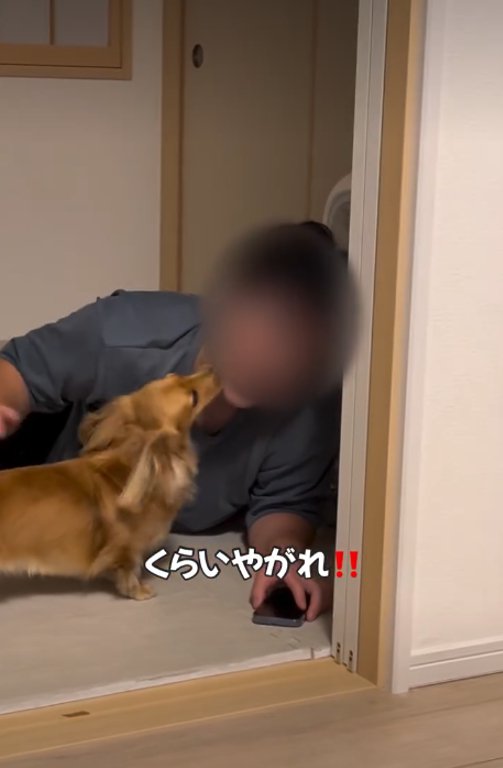 顔をなめる犬2