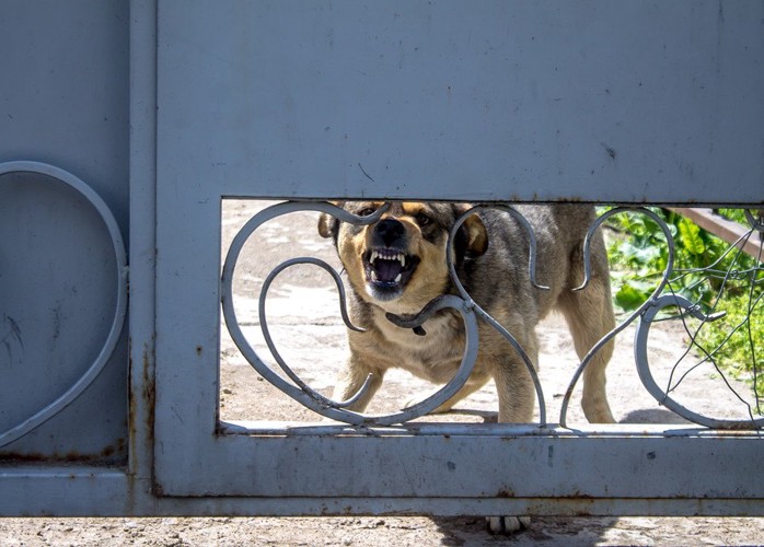 柵越しに吠える犬