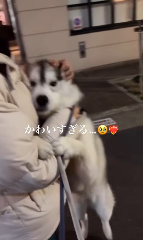 ママさんを迎えに来たイヴちゃん2