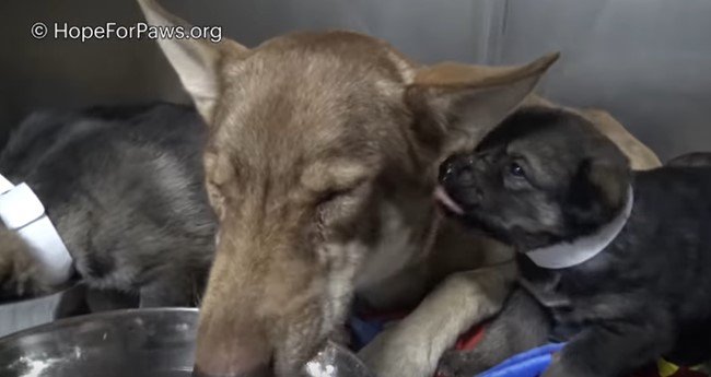 水を飲む母犬にすり寄る子犬