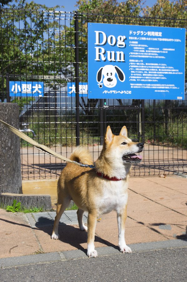 ドッグランの入り口に立つ犬